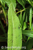 Dactylorhiza fuchsii (C229782)