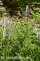 Dactylorhiza fuchsii (C229793)