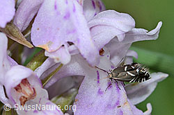 Foto: Glyphipterix simpliciella auf Fuchs