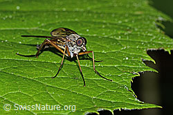 Foto: Gemeine Schnepfenfliege (Rhagio scolopaceus)
