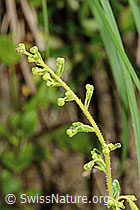 Safrangelber Steinbrech (Saxifraga mutata) (C229866)