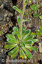 Safrangelber Steinbrech (Saxifraga mutata) (C229867)