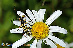 Gefleckter Schmalbock (Rutpela maculata) auf Gewöhnlicher Wiesen-Margerite (Leucanthemum vulgare) (C229875) Gefleckter Schmalbock (Rutpela maculata) auf Gewöhnlicher Wiesen-Margerite (Leucanthemum vulgare) (C229875)
