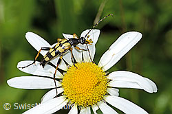 Gefleckter Schmalbock (Rutpela maculata) auf Gewöhnlicher Wiesen-Margerite (Leucanthemum vulgare) (C229877) Gefleckter Schmalbock (Rutpela maculata) auf Gewöhnlicher Wiesen-Margerite (Leucanthemum vulgare) (C229877)