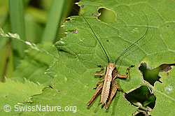 Foto: Gewöhnliche Strauchschrecke (Pholidoptera griseoaptera)