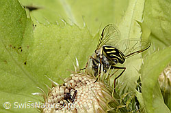 Frühe Grossstirnschwebfliege (Scaeva selenitica) auf Kohldistel (Cirsium oleraceum) (C229899) Frühe Grossstirnschwebfliege (Scaeva selenitica) auf Kohldistel (Cirsium oleraceum) (C229899)