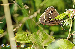 Brauner Waldvogel (Aphantopus hyperantus) (C229922)