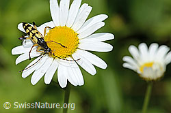 Gefleckter Schmalbock (Rutpela maculata) auf Gewöhnlicher Wiesen-Margerite (Leucanthemum vulgare) (C229935) Gefleckter Schmalbock (Rutpela maculata) auf Gewöhnlicher Wiesen-Margerite (Leucanthemum vulgare) (C229935)