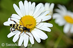 Gefleckter Schmalbock (Rutpela maculata) auf Gewöhnlicher Wiesen-Margerite (Leucanthemum vulgare) (C229936) Gefleckter Schmalbock (Rutpela maculata) auf Gewöhnlicher Wiesen-Margerite (Leucanthemum vulgare) (C229936)