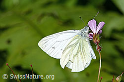 Rapsweissling (Pieris napi) an Ruprechtskraut (Geranium robertianum) (26.06.2022, C229943)