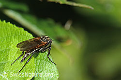 Gewürfelte Tanzfliege (Empis tesselata) (C229950) Gewürfelte Tanzfliege (Empis tesselata) (C229950)