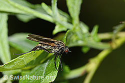 Gewürfelte Tanzfliege (Empis tesselata) (C229955) Gewürfelte Tanzfliege (Empis tesselata) (C229955)