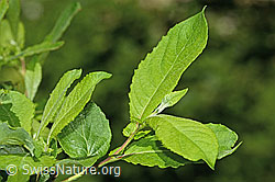 Graue-Weide (Salix cinerea) (C229958)