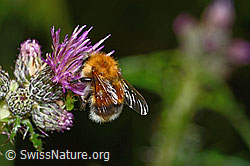 Baumhummel (Bombus hypnorum) auf Sumpf-Kratzdistel (Cirsium palustre) (03.07.2022, C230787)