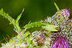 Grüne Distelwanze (Calocoris affinis) auf Sumpf-Kratzdistel (Cirsium palustre) (03.07.2022, C230800)