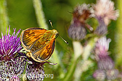 Rostfarbiger Dickkopffalter (Ochlodes sylvanus) auf Sumpf-Kratzdistel (Cirsium palustre) (C230818)