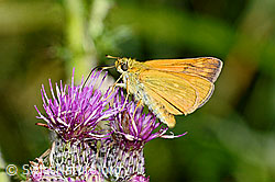 Rostfarbiger Dickkopffalter (Ochlodes sylvanus) auf Sumpf-Kratzdistel (Cirsium palustre) (03.07.2022, C230822)