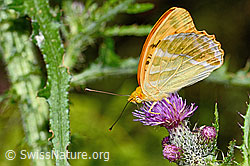 Kaisermantel (Argynnis paphia) auf Sumpf-Kratzdistel (Cirsium palustre) (03.07.2022, C230830)