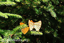 Kaisermantel (Argynnis paphia) (C230869) Kaisermantel (Argynnis paphia) (C230869)