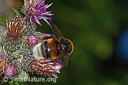 Dunkle Erdhummel (Bombus terrestris) an Sumpf-Kratzdistel (Cirsium palustre) (03.07.2022, C230881)