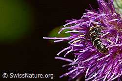Gewöhnliche Schmalbiene (Lasioglossum calceatum) auf Sumpf-Kratzdistel (Cirsium palustre) (03.07.2022, C230915)