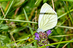 Rapsweissling (Pieris napi) auf Gemeine Brunelle (Prunella vulgaris) (03.07.2022, C230932)