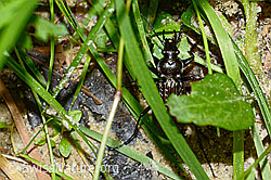 Körniger Laufkäfer (Carabus granulatus) (C231062) Körniger Laufkäfer (Carabus granulatus) (C231062)