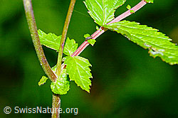 Foto: Moor-Geissbart (Filipendula ulmaria)