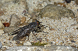Gemeine Viehbremse (Tabanus bromius) (C231117) Gemeine Viehbremse (Tabanus bromius) (C231117)
