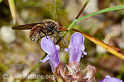 Gemeine Schnauzenschwebfliege (Rhingia campestris) an Gemeine Brunelle (Prunella vulgaris) (C231184) Gemeine Schnauzenschwebfliege (Rhingia campestris) an Gemeine Brunelle (Prunella vulgaris) (C231184)