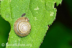 Seidenhaarschnecke (Trochulus sericeus) (C231193) Seidenhaarschnecke (Trochulus sericeus) (C231193)