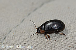 Foto: Gonioctena nivosa (Blattkäfer)