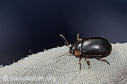 Gonioctena nivosa (Blattkäfer) (21.07.2022, C234792)