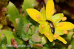 Bewimperter Steinbrech (Saxifraga aizoides)