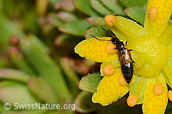 Anthophagus alpinus (Kurzflügler) auf Bewimpertem Steinbrech (Saxifraga aizoides) (C234807) Anthophagus alpinus (Kurzflügler) auf Bewimpertem Steinbrech (Saxifraga aizoides) (C234807)