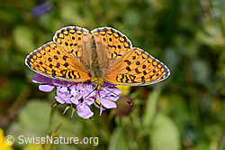 Foto: Mittlerer Perlmuttfalter (Fabriciana niobe) auf Glänzender Skabiose (Scabiosa lucida)