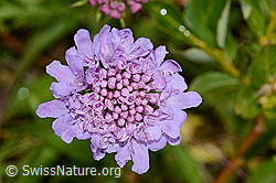 Foto: Glänzende Skabiose (Scabiosa lucida)