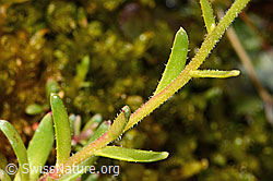 Bewimperter Steinbrech (Saxifraga aizoides) (C234902) Bewimperter Steinbrech (Saxifraga aizoides) (C234902)