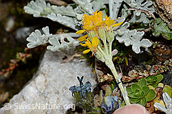Graues Greiskraut (Senecio incanus) (C235011) Graues Greiskraut (Senecio incanus) (C235011)