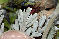 Graues Greiskraut (Senecio incanus) (C235012) Graues Greiskraut (Senecio incanus) (C235012)