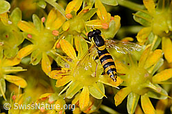Gewöhnliche Langbauchschwebfliege (Sphaerophoria scripta) auf Bewimpertem Steinbrech (Saxifraga aizoides) (C235058) Gewöhnliche Langbauchschwebfliege (Sphaerophoria scripta) auf Bewimpertem Steinbrech (Saxifraga aizoides) (C235058)