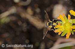 Gewöhnliche Langbauchschwebfliege (Sphaerophoria scripta) auf Bewimpertem Steinbrech (Saxifraga aizoides) (C235062) Gewöhnliche Langbauchschwebfliege (Sphaerophoria scripta) auf Bewimpertem Steinbrech (Saxifraga aizoides) (C235062)