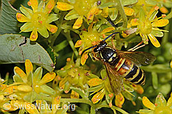 Rote Wespe (Vespula rufa) auf Bewimpertem Steinbrech (Saxifraga aizoides) (C235073) Rote Wespe (Vespula rufa) auf Bewimpertem Steinbrech (Saxifraga aizoides) (C235073)