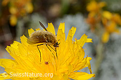 Photo: Bombylius cinerascens auf Blume