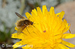 Photo: Bombylius cinerascens auf Blume