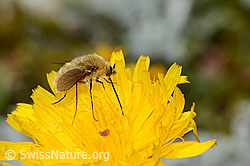 Photo: Bombylius cinerascens auf Blume