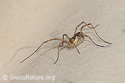 Gemeiner Gebirgsweberknecht (Mitopus morio) (C235099)