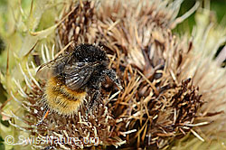 Bergwald-Hummel (Bombus wurflenii) auf Alpen-Kratzdistel (Cirsium spinosissimum) (C235138) Bergwald-Hummel (Bombus wurflenii) auf Alpen-Kratzdistel (Cirsium spinosissimum) (C235138)