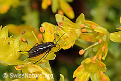 Trauermücke der Gattung Sciara auf Bewimpertem Steinbrech (Saxifraga aizoides) (C235150) Trauermücke der Gattung Sciara auf Bewimpertem Steinbrech (Saxifraga aizoides) (C235150)