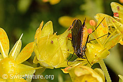 Trauermücke der Gattung Sciara auf Bewimpertem Steinbrech (Saxifraga aizoides) (C235155) Trauermücke der Gattung Sciara auf Bewimpertem Steinbrech (Saxifraga aizoides) (C235155)